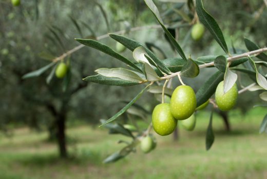La desconocida empresa familiar que controla el mercado mundial del aceite de oliva