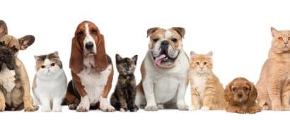 grupo de perros y gatos