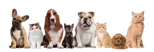 grupo de perros y gatos