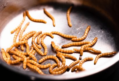 Gusano de la harina. insecto utilizado por Tebrio