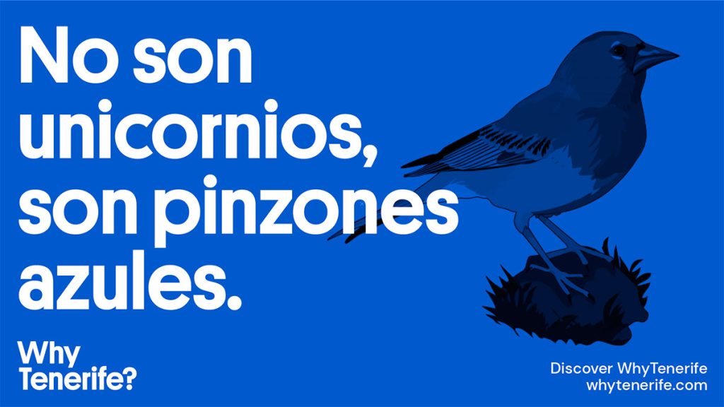 Startups que no son unicornios: son pinzones azules canarios y vuelan a solas con sus negocios internacionales