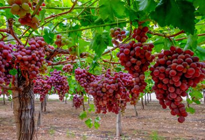 Ayudas de la Comisión Europea a los agricultores españoles