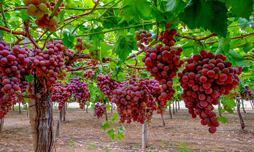 Ayudas de la Comisión Europea a los agricultores españoles