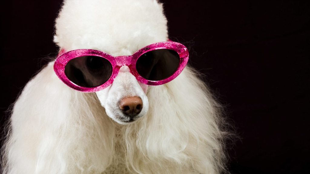 Un raro negocio de lujo: vender perros exclusivos a los famosos