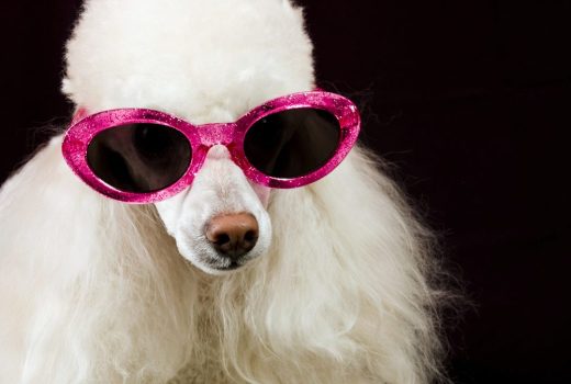 Un raro negocio de lujo: vender perros exclusivos a los famosos