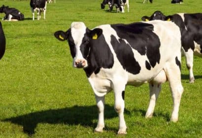 Dellait, especialistas en nutrición y salud animal