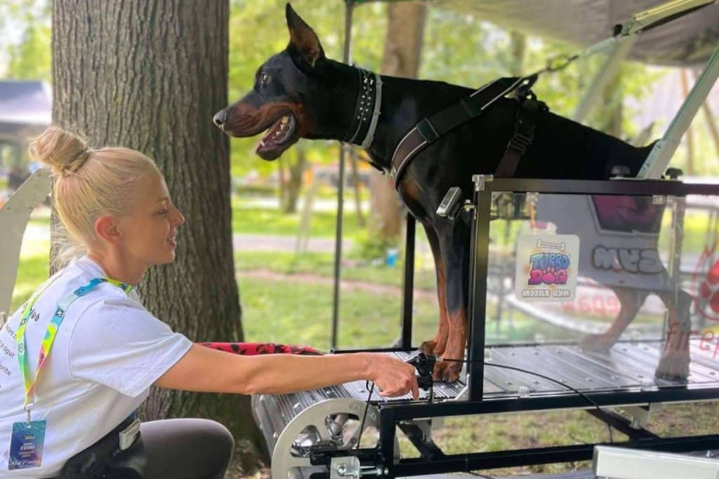 Las cintas de correr para perros; una solución innovadora para el bienestar físico y mental del mejor amigo