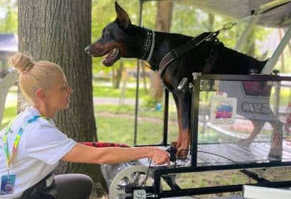Las cintas de correr para perros; una solución innovadora para el bienestar físico y mental del mejor amigo