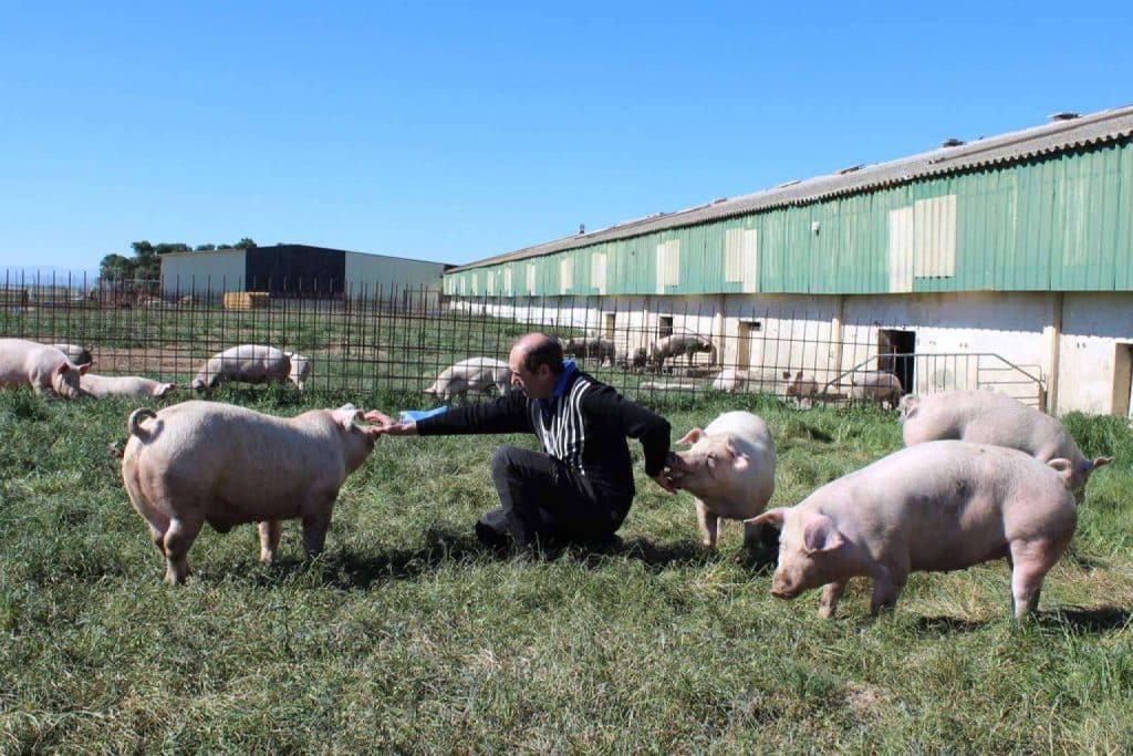 Las pequeñas explotaciones ganaderas son la verdadera resistencia del campo