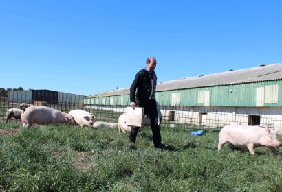 De la granja a la mesa; la producción de carne de cerdo ecológico