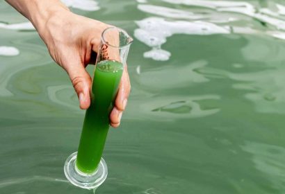 Blauver, la revolución de la espirulina fresca en el sector de la nutrición