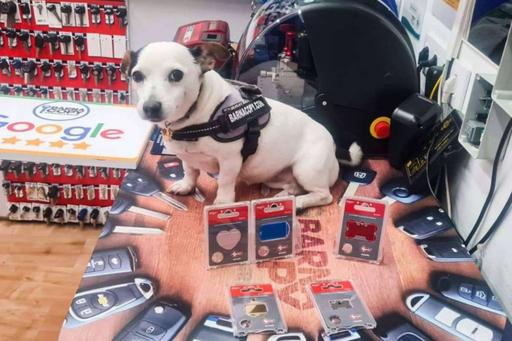 Placas personalizadas para mascotas en Barcelona con calidad garantizada por Barnacopy