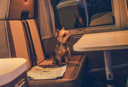 Cómo viajar con mascotas en autocaravana; Consejos para una ruta segura y sin estrés