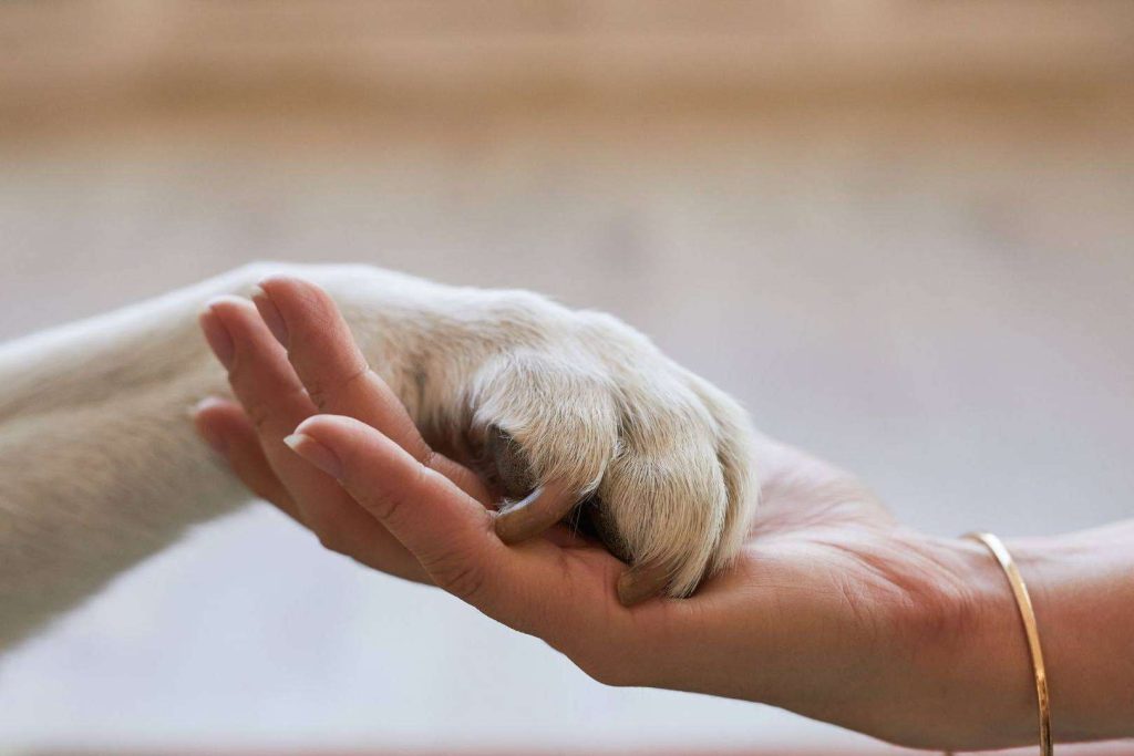 Seguro para mascotas; Proteger al mejor amigo con la mejor cobertura