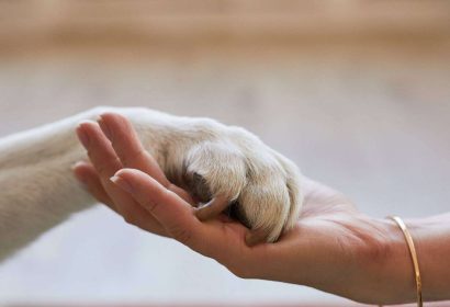 Seguro para mascotas; Proteger al mejor amigo con la mejor cobertura