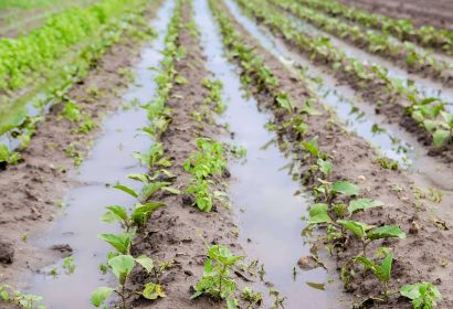 Cómo proteger los cultivos tras lluvias intensas; la solución microbiológica ante los extremos climáticos