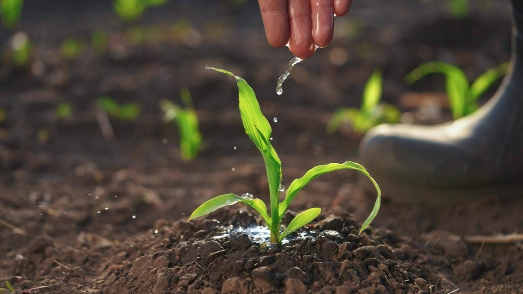 Nostoc Biotech; primera empresa en registrar Beauveria bassiana, Metarhizium robertsii y Bacillus altitudinis en España