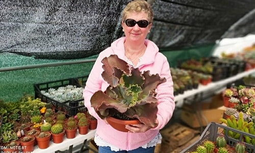 El jardín de Paloma, tienda online de cactus y suculentas.