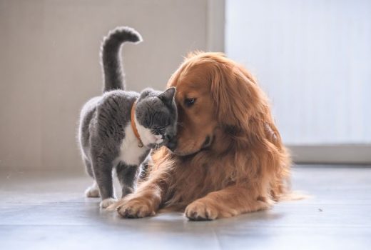 Plan de negocios: ¿Cómo montar una tienda de mascotas?
