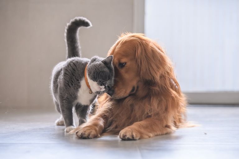 Plan de negocios: ¿Cómo montar una tienda de mascotas?