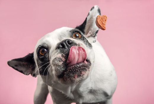 Las mascotas alimentan la rentabilidad del mercado