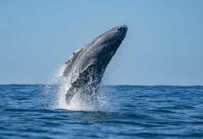 startups internacionales una ballena en su oceano azul