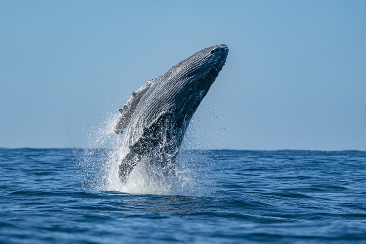 startups internacionales una ballena en su oceano azul