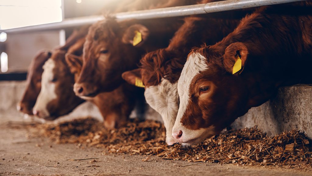 Vender una vaca por whatsapp y otros emprendimientos en la España vaciada