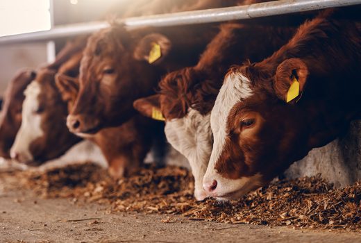 Vender una vaca por whatsapp y otros emprendimientos en la España vaciada